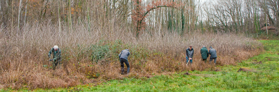 Mensen werken in het bos.